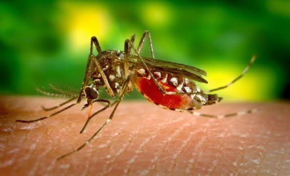 virusul West Nile