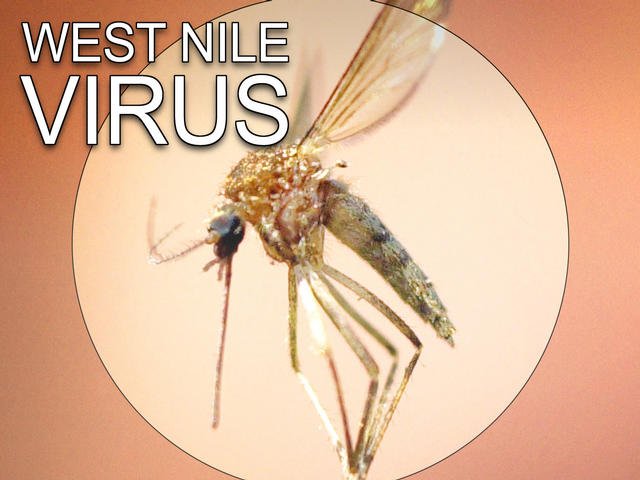 virus west nile decese