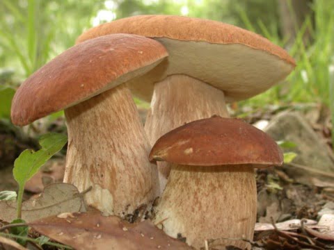 ciuperci