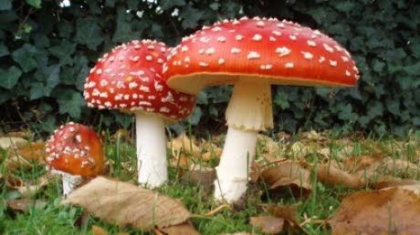 intoxicația cu ciuperci