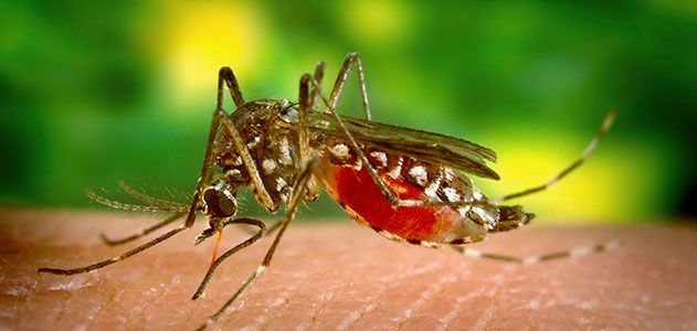 virusul west nile