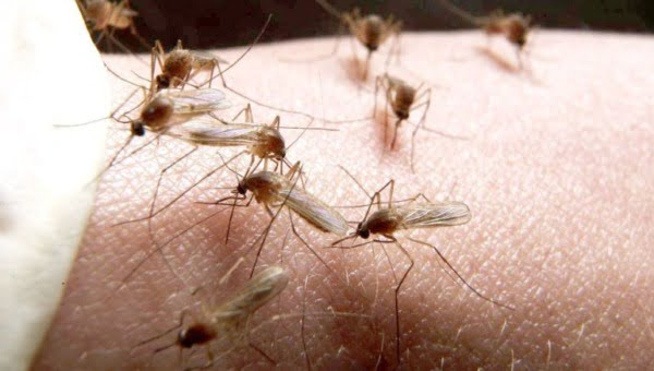 virusul west nile