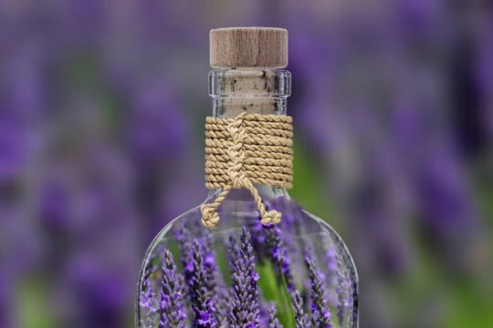 lavanda