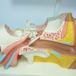 Clinica Nova Explorări ORL