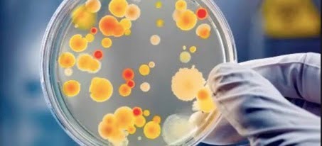 Probioticele și prebioticele