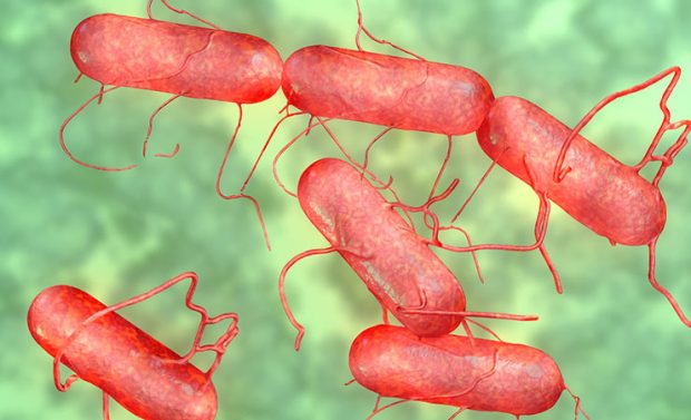 salmonella