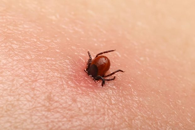 lyme