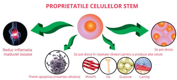 celule stem ce sunt